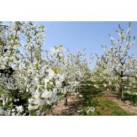 2990_8422 Kirschbäume in Blüte - Kirschfrucht im Alten Land.  | Fruehlingsfotos aus der Hansestadt Hamburg; Vol. 2